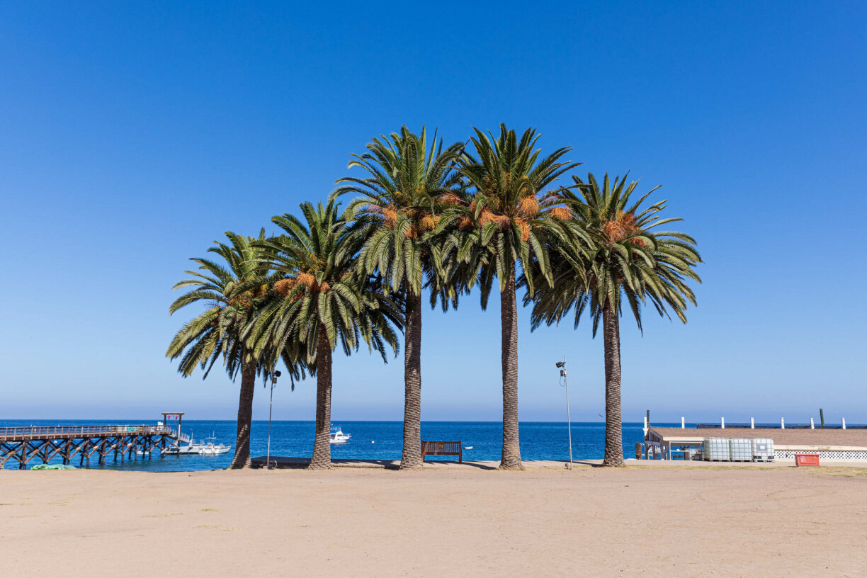 Palm trees on beach.